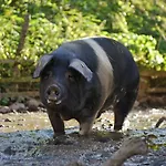 Ekoloska Turisticna Kmetija Pri Lovrcu Apartamento