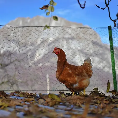 Ekoloska Turisticna Kmetija Pri Lovrcu * Tolmin