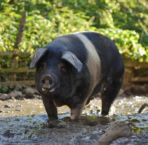 Ekoloska Turisticna Kmetija Pri Lovrcu Appartement