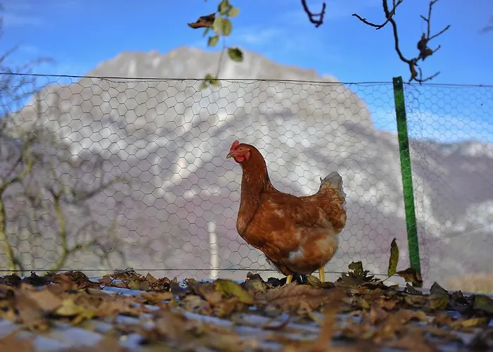 Ekoloska Turisticna Kmetija Pri Lovrcu * Tolmin